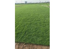 [绿化草卷]茂港区绿化草卷