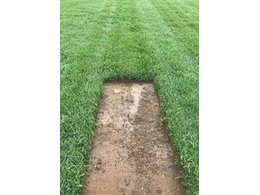 [绿化草卷]茂沁草卷出售