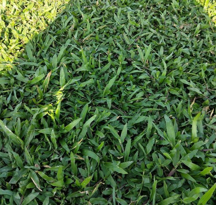 绿化草卷供应