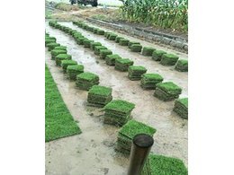 [兰引三号草]兰引三号草厂家