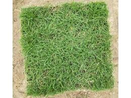 [兰引三号草]兰引三号草皮规格齐全