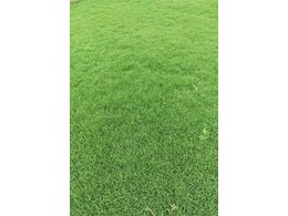 [绿化草卷]茂沁兰引三号草卷