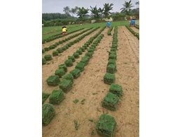 [绿化草卷]马尼拉草卷厂家