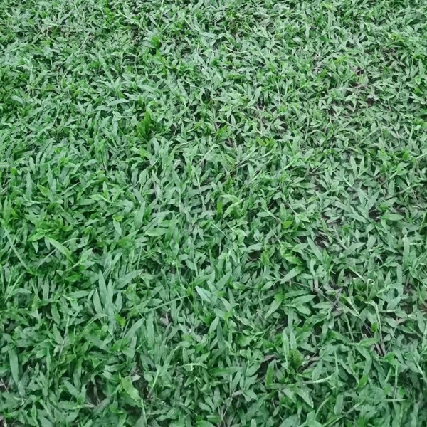 广东耐阴林下草皮 - 大叶油草护坡边坡 广东耐阴林下草皮 - 大叶油草护坡边坡