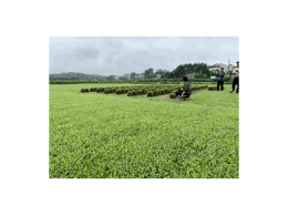 [兰引三号草]兰引三号草坪种植方法