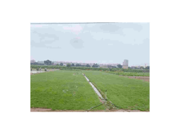 [台湾草]台湾草草坪批发