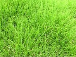 [台湾草]台湾草常见的病害的病症和防治方法