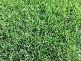 [台湾草]台湾草跟狗牙根有什么区别？