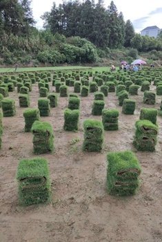 台湾草卷草订购