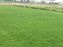 [绿化草卷]茂沁草卷基地诚信负责