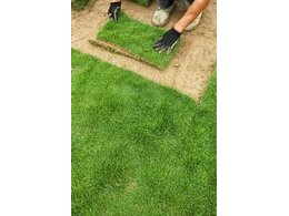 [绿化草卷]曲江马尼拉卷草厂家