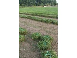 [绿化草卷]绿化大叶油草商家