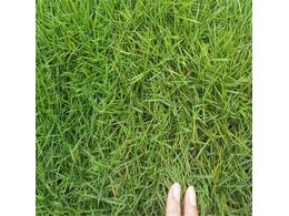 [绿化草卷]三明马尼拉草卷多少钱