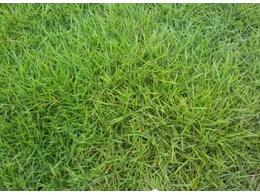 [台湾草]台湾草的特征以及和马尼拉草的区别