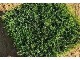 [台湾草]台湾草和夏威夷草的区别