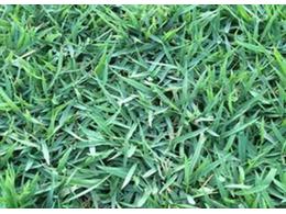 [绿化草卷]茂沁台湾草卷厂家