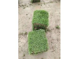 [绿化草卷]马尼拉卷草厂家