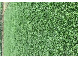 [绿化草卷]绿化草卷订购