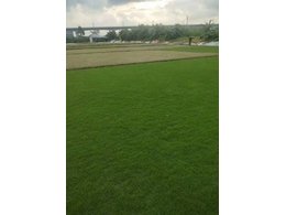 [绿化草卷]台湾草卷草坪