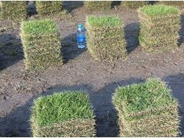 [兰引三号草]兰引三号草卷批发