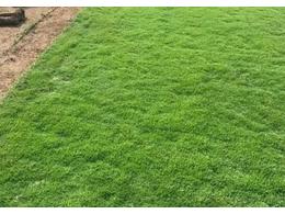 [兰引三号草]什么是台湾草，哪里可以买到