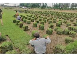 [兰引三号草]兰引三号草场哪家正规