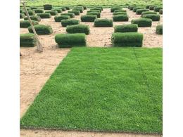 [兰引三号草]生态兰引三号草种植工程