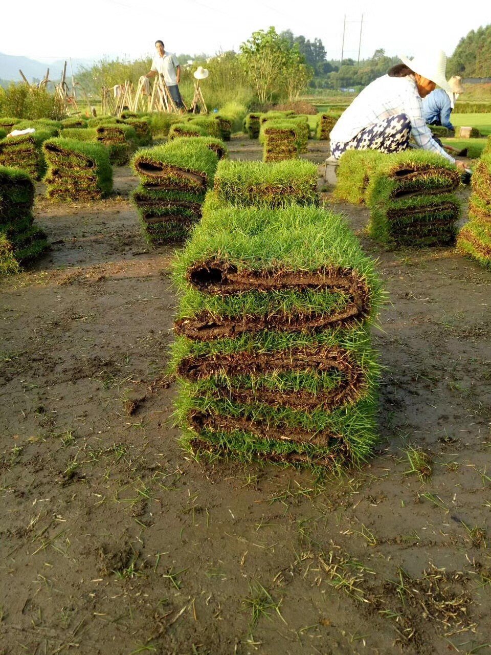 绿化草卷供应