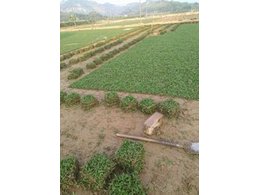 [绿化草卷]规格齐全的绿化草卷