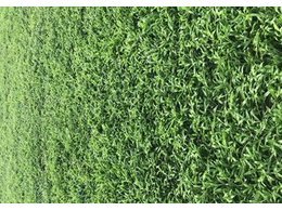 [绿化草卷]平湖草卷批发