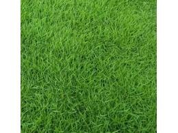 [绿化草卷]惠州茂沁草卷价格