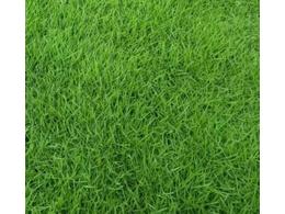 [台湾草]茂沁台湾草的特征以及和马尼拉草的区别