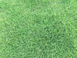 [台湾草]台湾草和夏威夷草有什么区别？.