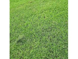 [台湾草]台湾草可以在哪些地区种植呢