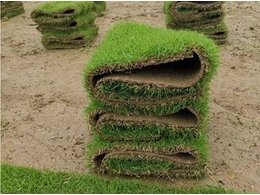 [台湾草]台湾草块多少钱