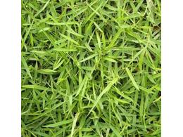 [台湾草]台湾草图片及相关介绍