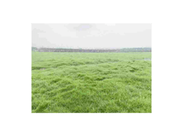 [兰引三号草]四川兰引三号草坪