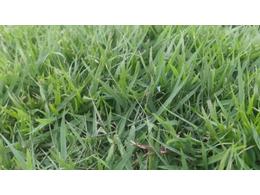 [兰引三号草]易成活的兰引三号草