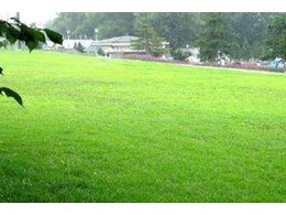 [兰引三号草]天津兰引三号草