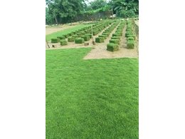 [兰引三号草]武鸣兰引三号草价格