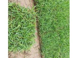 [兰引三号草]兰引三号草栽培技术