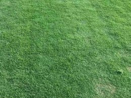 [兰引三号草]一亩草坪可以种植多少兰引三号种子？