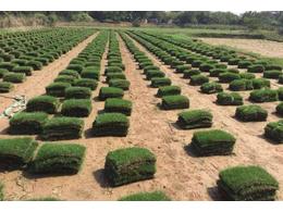 [兰引三号草]益阳兰引三号草种植基地