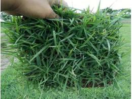 [兰引三号草]兰引三号草场供应