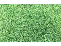 [台湾草]台湾草种子批发价格多少钱