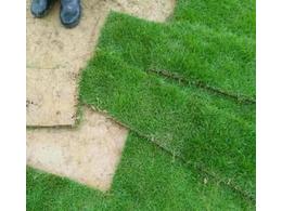 [台湾草]台湾草种子一亩要多少高羊茂