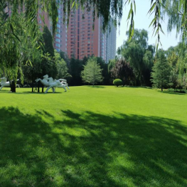 广东马尼拉草皮 四季常绿弹性好 华南社区运动休闲区专用草皮