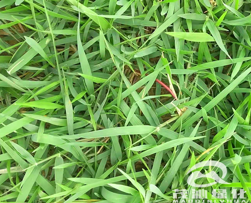 茂沁草业-结缕草皮实拍图