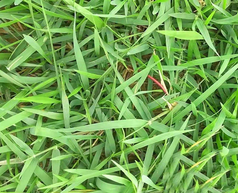 茂沁草业-结缕草皮实拍图