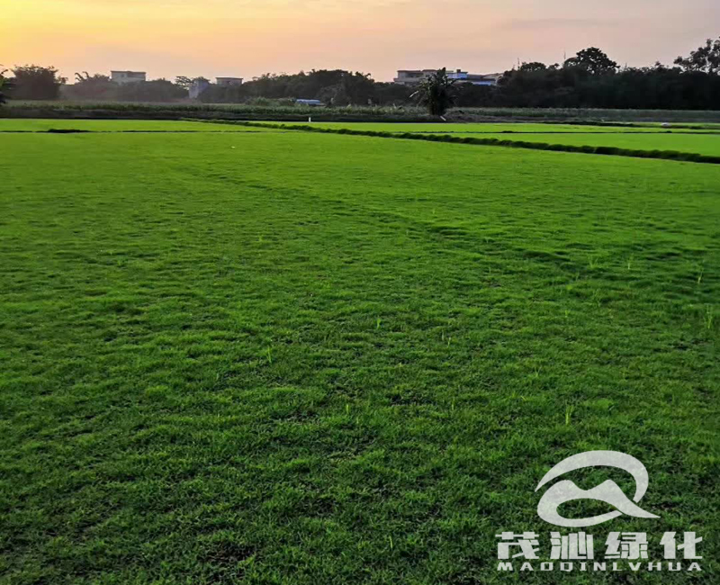 茂沁绿化草业-草皮种植基地实拍